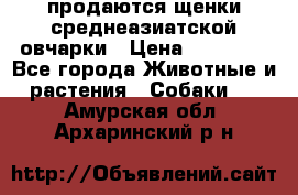 продаются щенки среднеазиатской овчарки › Цена ­ 30 000 - Все города Животные и растения » Собаки   . Амурская обл.,Архаринский р-н